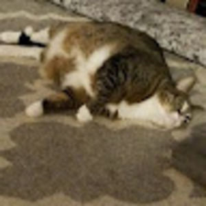 Meet your Posher, Lavelle